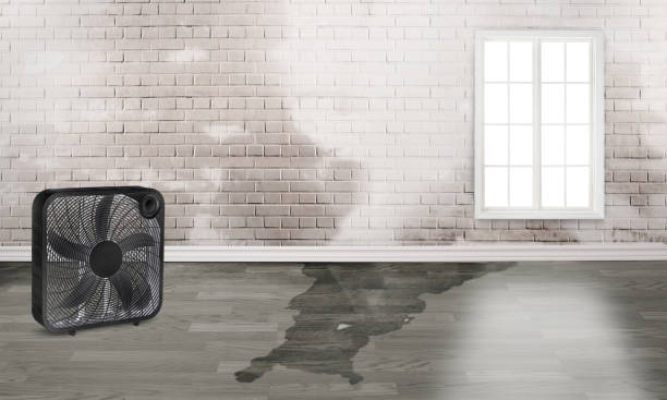 Best Mold removal after water damage  in Northwoods, MO